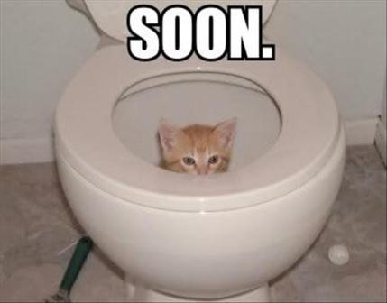 Name:  6-soon-cat-in-the-toilet.jpg
Views: 501
Size:  20.3 KB