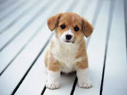 Name:  cute dog.jpg
Views: 144
Size:  5.4 KB