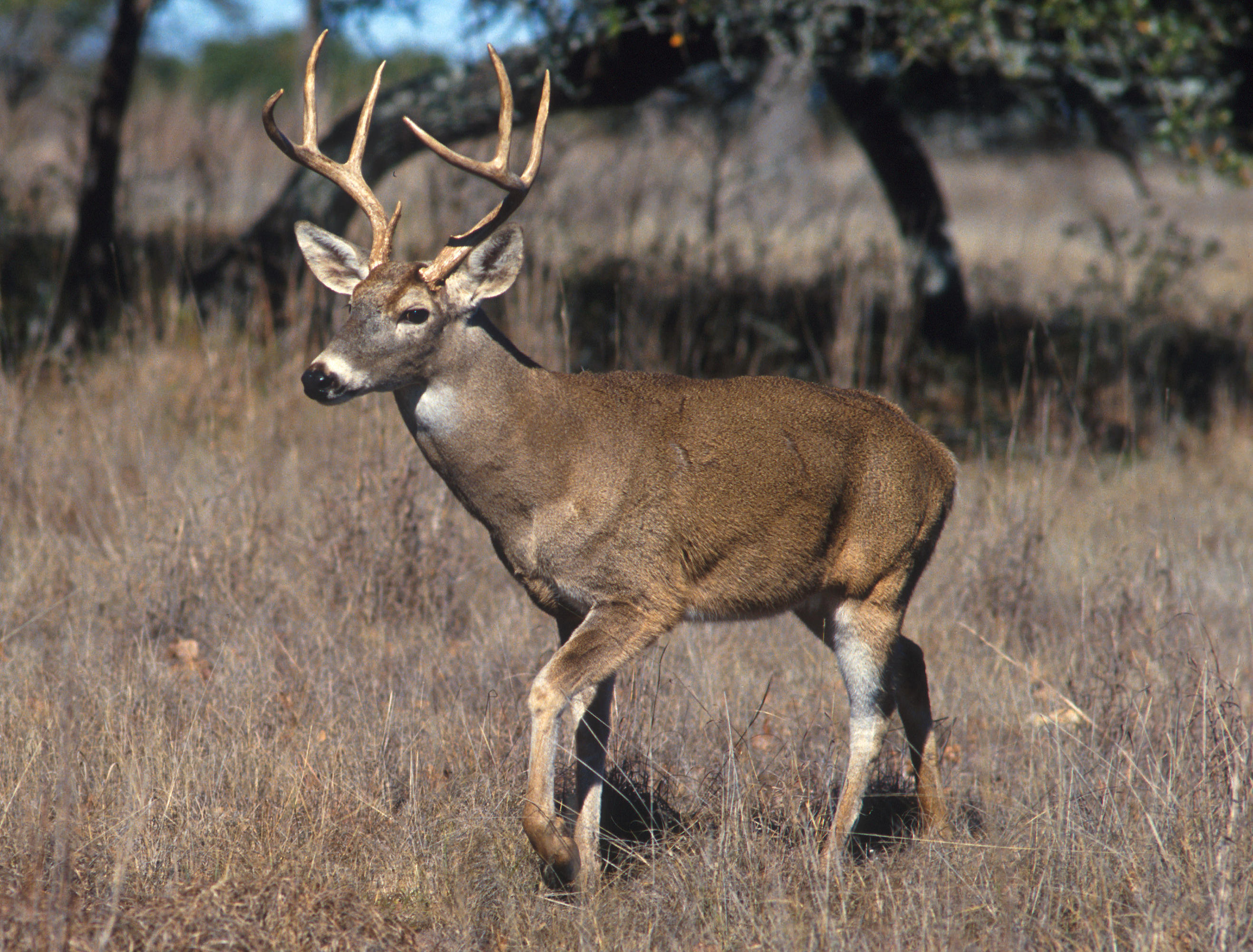 Name:  White-tailed_deer.jpg
Views: 524
Size:  941.3 KB