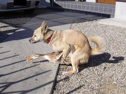 Name:  dog-on-duck-1.jpg
Views: 201
Size:  47.6 KB