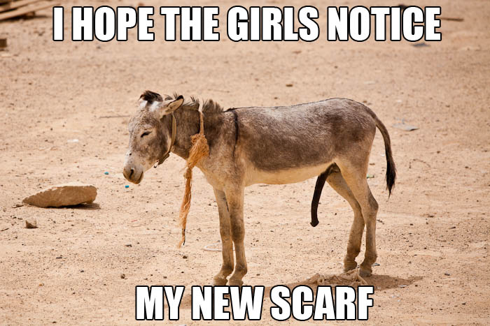 Name:  i-hope-the-girls-notice-my-new-scarf-donkey-dick.jpg
Views: 230
Size:  80.1 KB