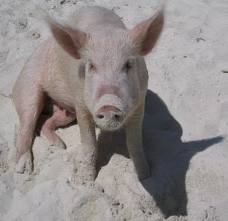 Name:  pig beach.jpg
Views: 220
Size:  7.4 KB