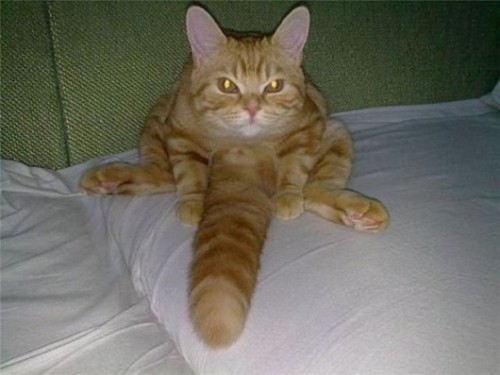 Name:  sexy-big-tail-cat (1).jpg
Views: 690
Size:  38.5 KB
