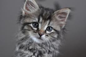 Name:  CAt.jpg
Views: 280
Size:  5.7 KB