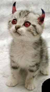 Name:  evil-kitty.jpg
Views: 433
Size:  10.5 KB