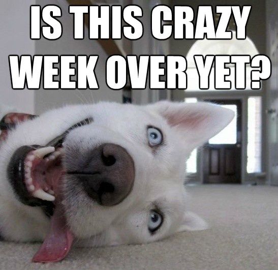 Name:  crazy.jpg
Views: 348
Size:  46.0 KB