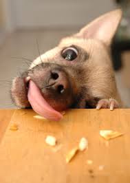 Name:  dog-eating-crumbs.jpg
Views: 242
Size:  5.0 KB