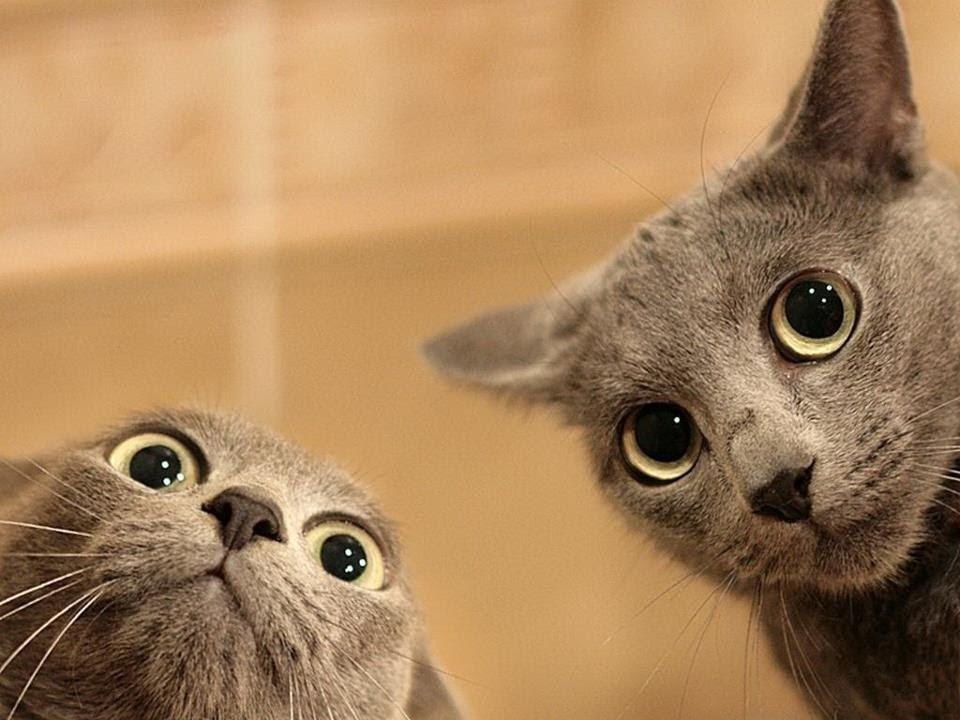 Name:  CAT.jpg
Views: 680
Size:  89.5 KB