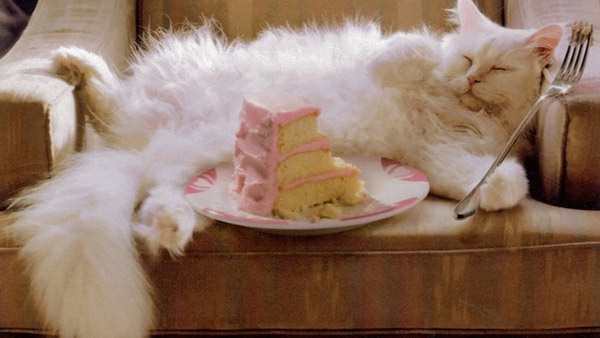 Name:  cat-eating-cake-1.jpg
Views: 884
Size:  51.4 KB
