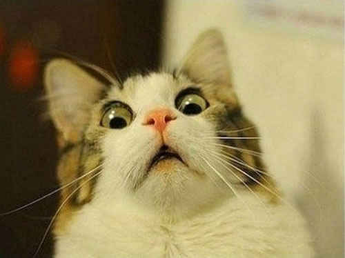 Name:  20-Funny-Shocked-Cat-Memes-3.jpg
Views: 802
Size:  27.3 KB