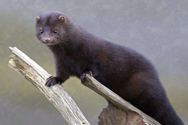 Name:  mink7.jpg
Views: 618
Size:  33.2 KB