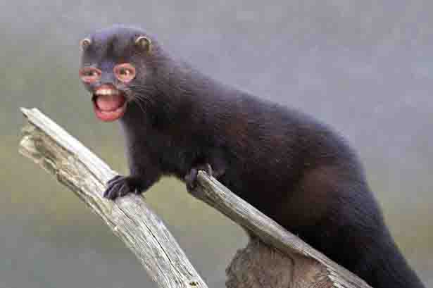 Name:  mink7.jpg
Views: 317
Size:  21.7 KB