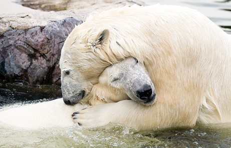 Name:  090427-02-polar-bear-hug_big.jpg
Views: 85
Size:  64.1 KB