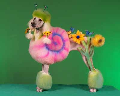 Name:  poodle-fur-dying-pink-color-grooming-design.jpg
Views: 393
Size:  7.7 KB