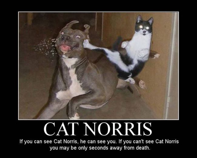 Name:  funny+cat+ninja.jpg
Views: 579
Size:  41.9 KB