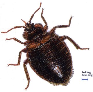 Name:  Bed-bugs.jpg
Views: 158
Size:  19.8 KB