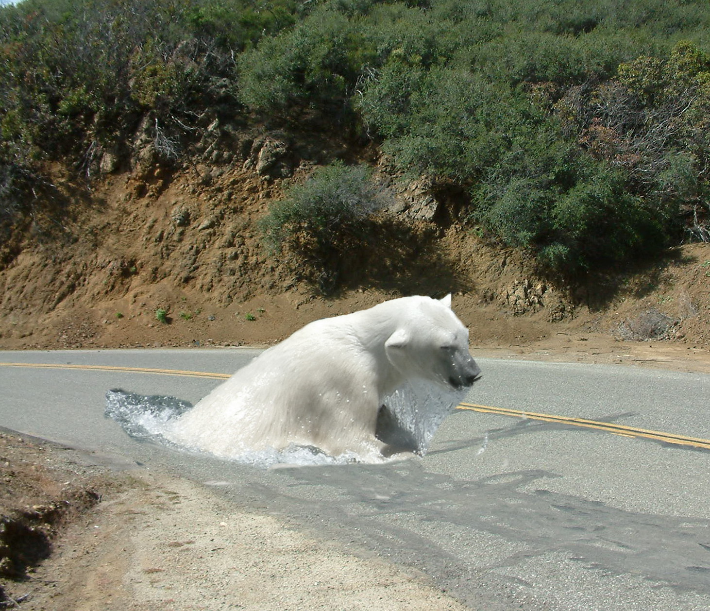 Name:  Bear in road.jpeg
Views: 1741
Size:  612.9 KB