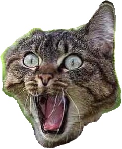 Name:  cats scared.jpg
Views: 251
Size:  32.3 KB