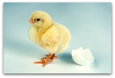 Name:  baby-chicken-yellow.jpg
Views: 30316
Size:  16.4 KB