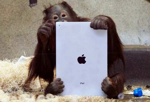 Name:  orangutan.jpg
Views: 2766
Size:  172.5 KB