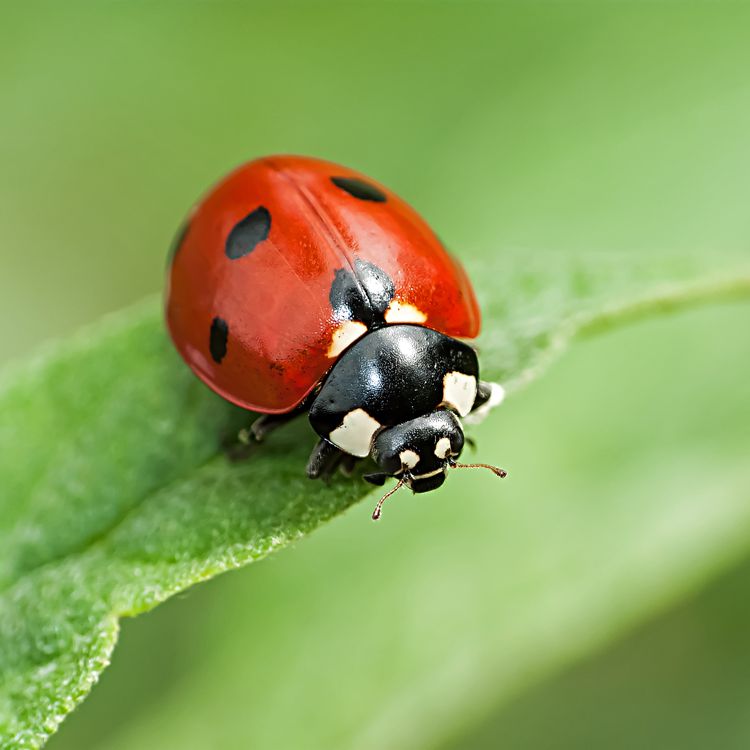 Name:  __opt__aboutcom__coeus__resources__content_migration__mnn__images__2017__05__lady-bug-on-leaf-e3.jpg
Views: 196
Size:  41.1 KB