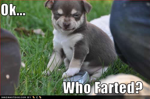 Name:  cute-puppy-pictures-who-farted.jpg
Views: 170
Size:  23.8 KB