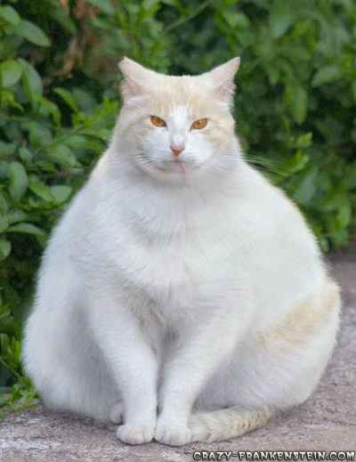 Name:  White Fat Cat.jpg
Views: 244
Size:  53.4 KB