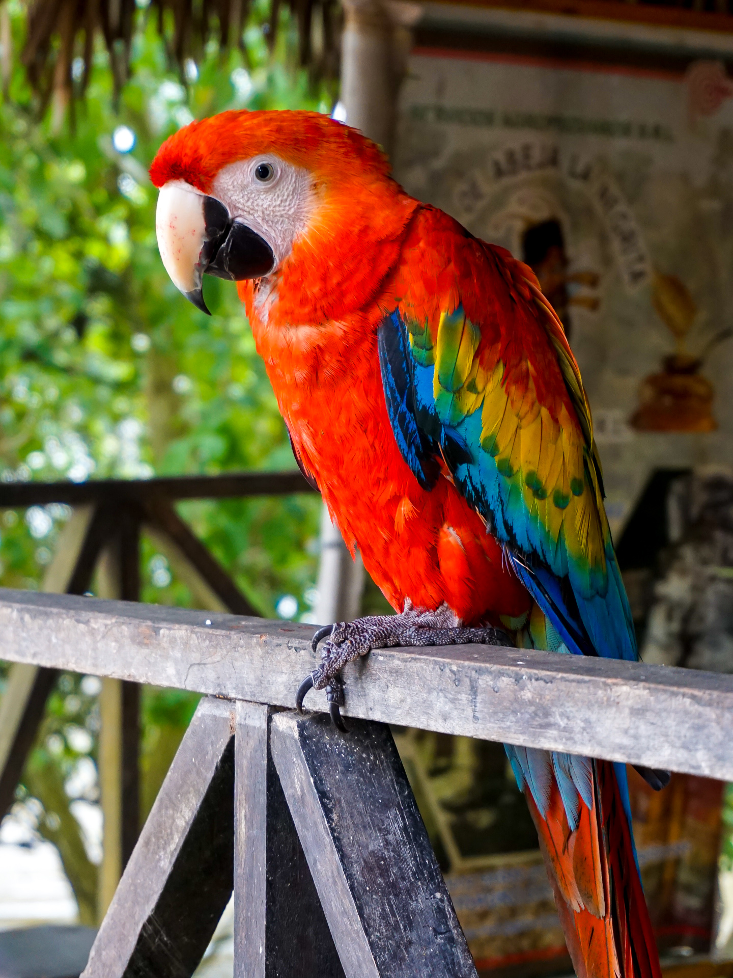 Name:  Ara_Macao_(Yarinacocha,_Pucallpa).jpg
Views: 573
Size:  1.11 MB