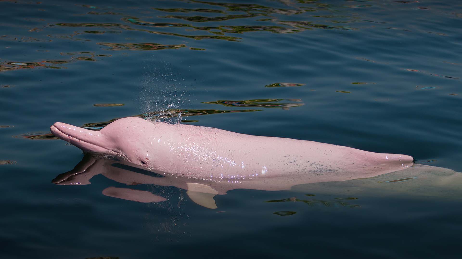 Name:  delfin-rosado.jpg
Views: 495
Size:  105.2 KB