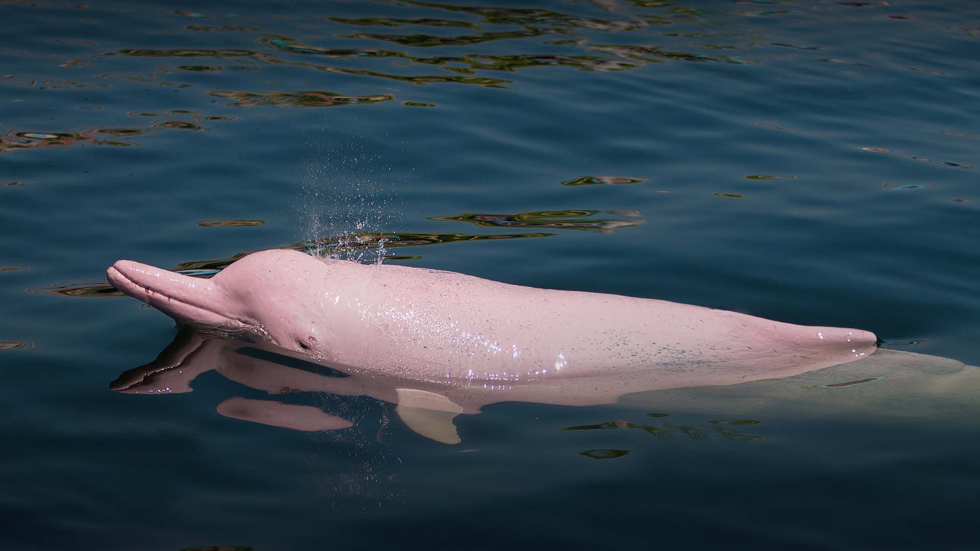Name:  delfin-rosado.jpg
Views: 578
Size:  105.2 KB