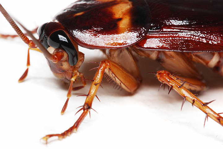 Name:  cockroach.jpg
Views: 311
Size:  84.6 KB