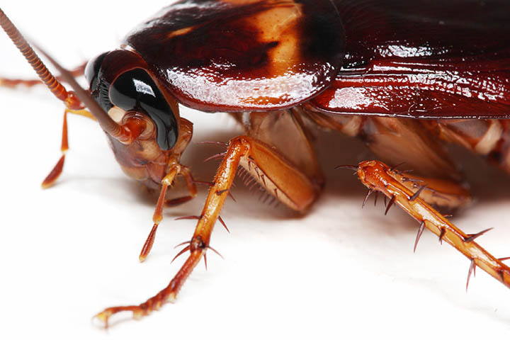 Name:  cockroach.jpg
Views: 406
Size:  84.6 KB
