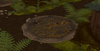 Click image for larger version. 

Name:	al_elder_woods_toxin_rot_slime.gif 
Views:	1367 
Size:	3.70 MB 
ID:	259579
