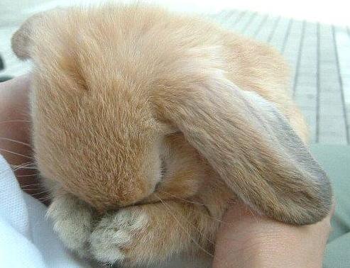 Name:  bunny-cry.jpg
Views: 328
Size:  34.8 KB