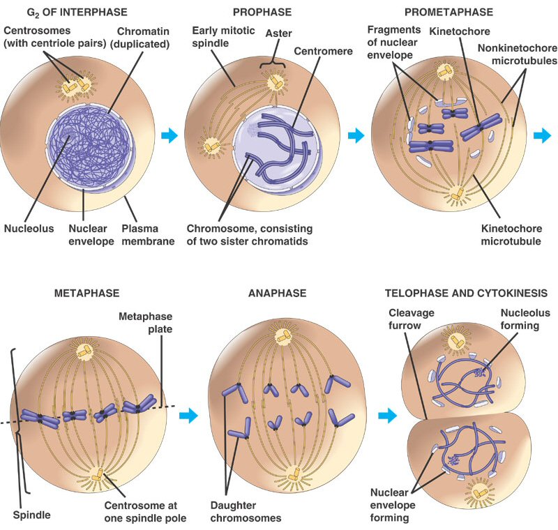 Name:  mitosis-26hzktr.jpg
Views: 461
Size:  126.2 KB