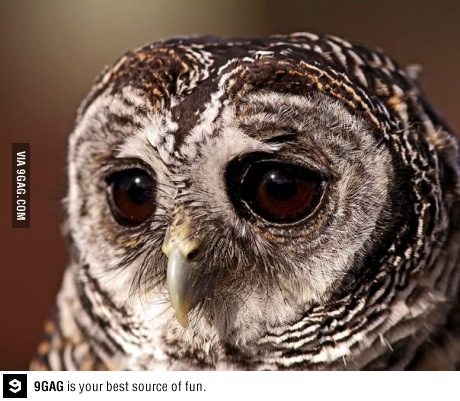 Name:  Sad owl.jpg
Views: 662
Size:  52.3 KB