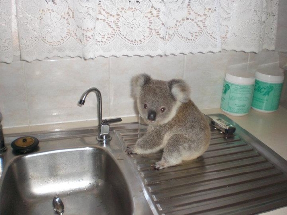 Name:  l-Baby-Koala.jpg
Views: 515
Size:  175.3 KB