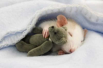 Name:  cute-mouse-with-teddy-bear-400x267_zpscad766ed.jpg
Views: 735
Size:  21.5 KB