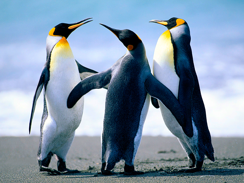 Name:  Penguins.jpg
Views: 431
Size:  759.6 KB