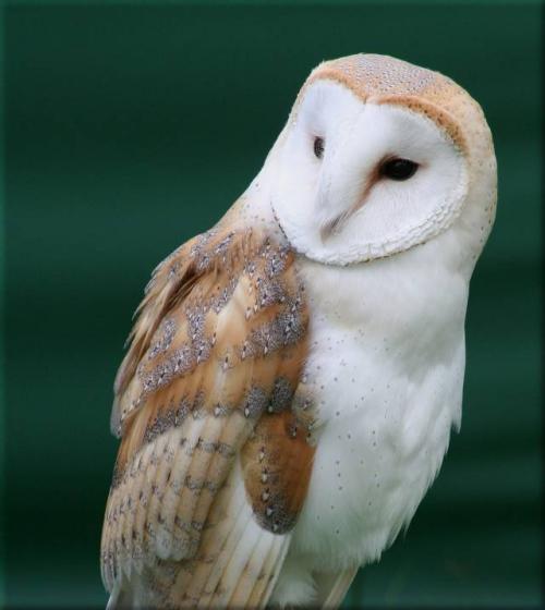 Name:  barn-owl-02.jpg
Views: 805
Size:  26.7 KB