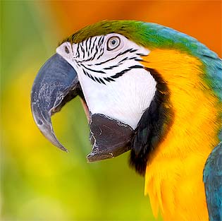 Name:  talk-like-parrot.jpg
Views: 953
Size:  16.6 KB