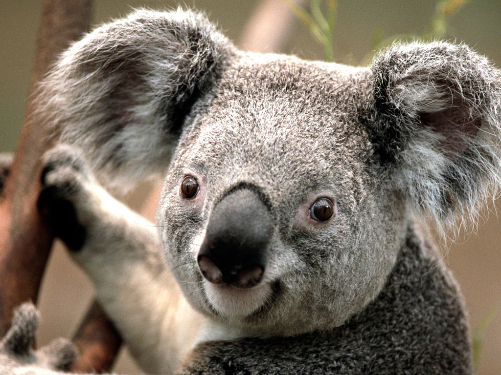 Name:  Koala.jpg
Views: 641
Size:  762.5 KB