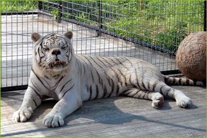 Name:  tijger pantera (1).jpg
Views: 5346
Size:  31.9 KB