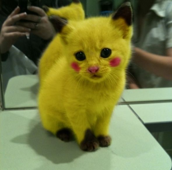 Name:  pikachu-cat.jpg
Views: 18326
Size:  34.5 KB