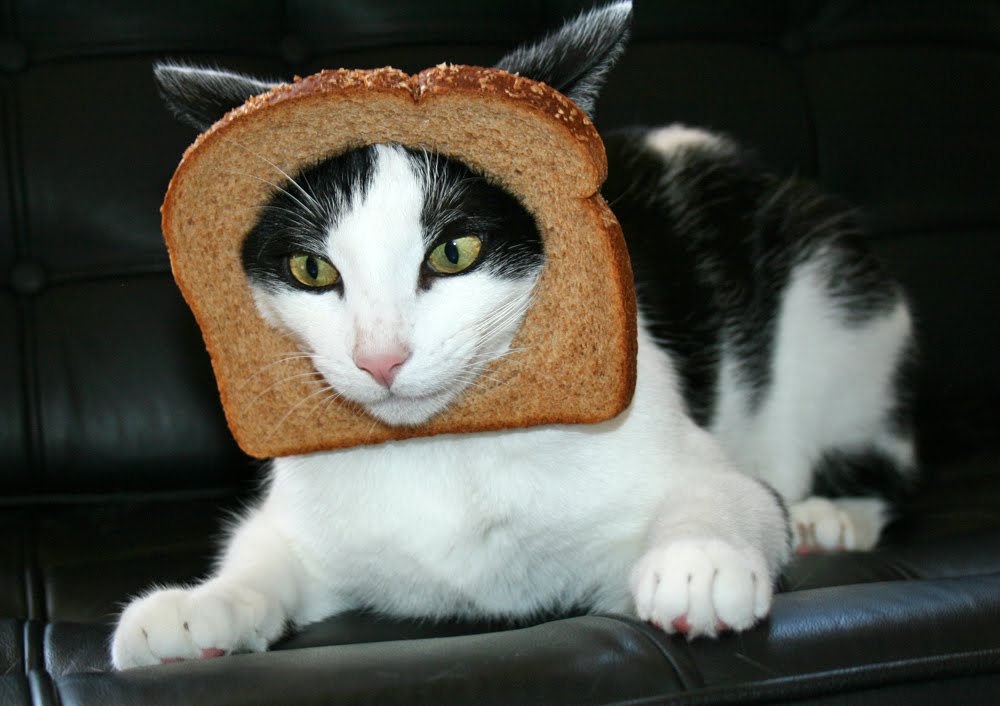 Name:  breadhead.jpg
Views: 428
Size:  72.3 KB