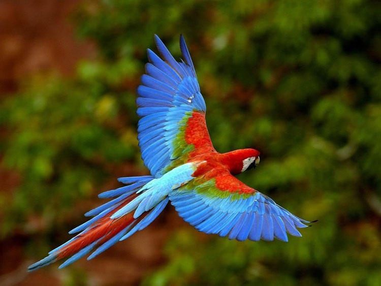 Name:  guacamaya-750.jpg
Views: 1500
Size:  71.6 KB