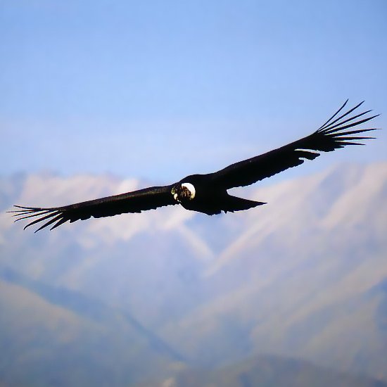 Name:  condor.jpg
Views: 1476
Size:  26.0 KB