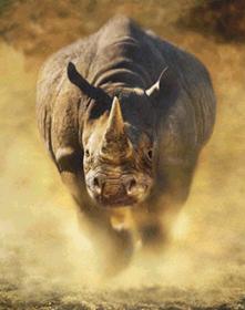 Name:  rhino charge -pic.jpg
Views: 1640
Size:  9.9 KB