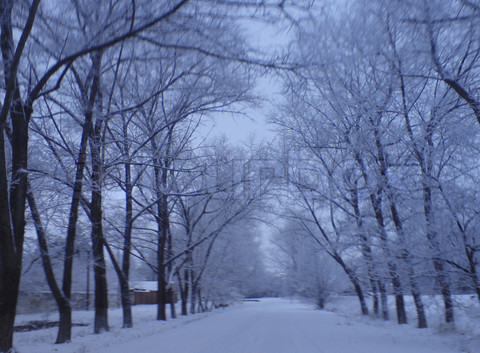 Name:  3545281-41580-frozen-road-between-the-tree-alley-lead-to-nowhere.jpg
Views: 1613
Size:  95.2 KB