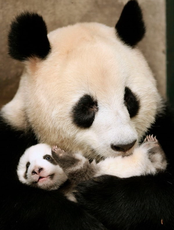 Name:  panda-mom-hugs-her-cub.jpg
Views: 307
Size:  98.2 KB